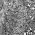 http_chronicle.tadl.org_history_import_Images_006_130110141315-2